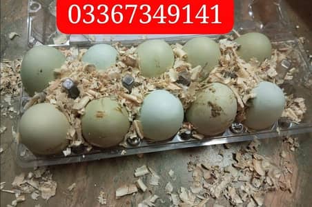 Fancy Chickens - Ameraucana Blue & Green Eggs 03367349141