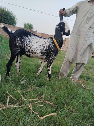 black makki cheni goat for sale