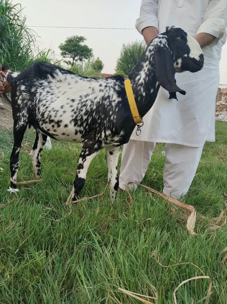 black makki cheni goat for sale — photo 2