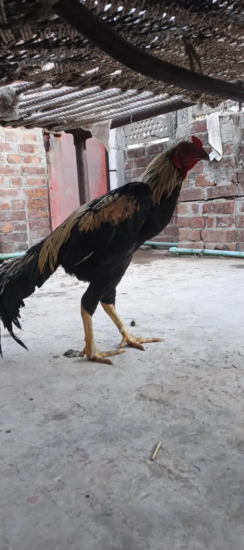 aseel for sale 03245818716 — photo 2