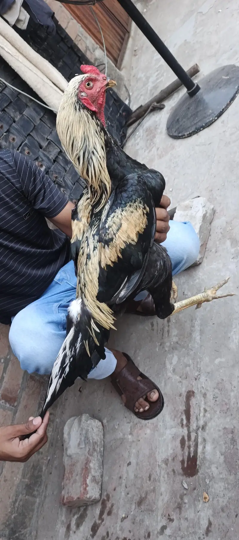 aseel for sale 03245818716 — photo 3