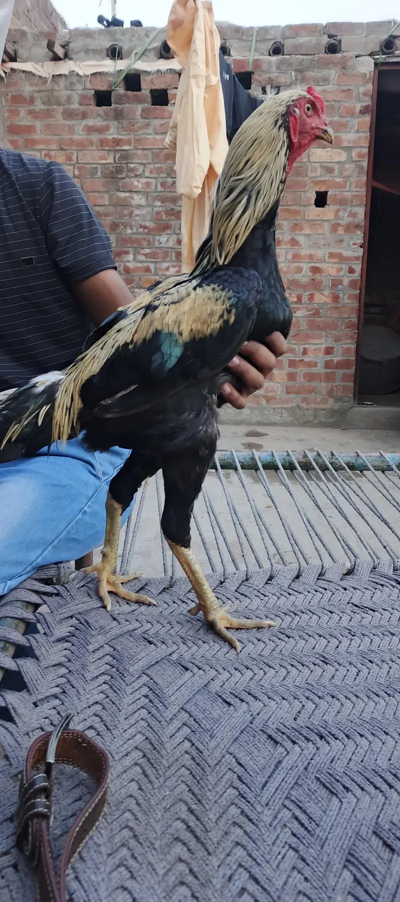 aseel for sale 03245818716 — photo 4