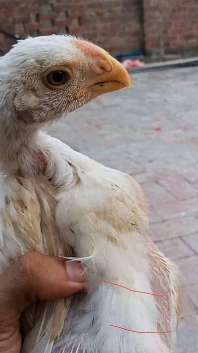 parrot beak chicks pair