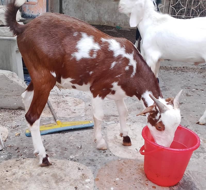 6 month goat 0