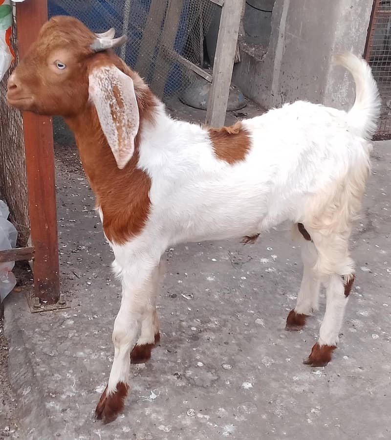 6 month goat 1