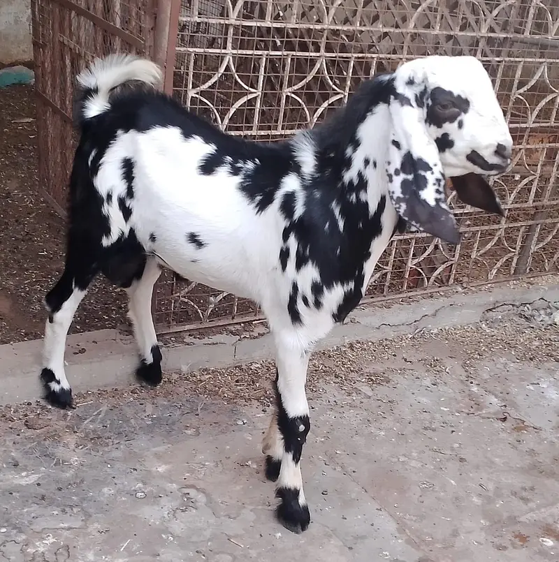 6 month goat — photo 3