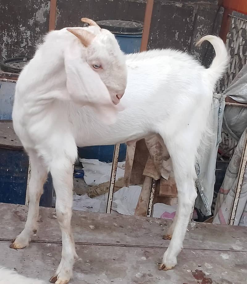 6 month goat 3