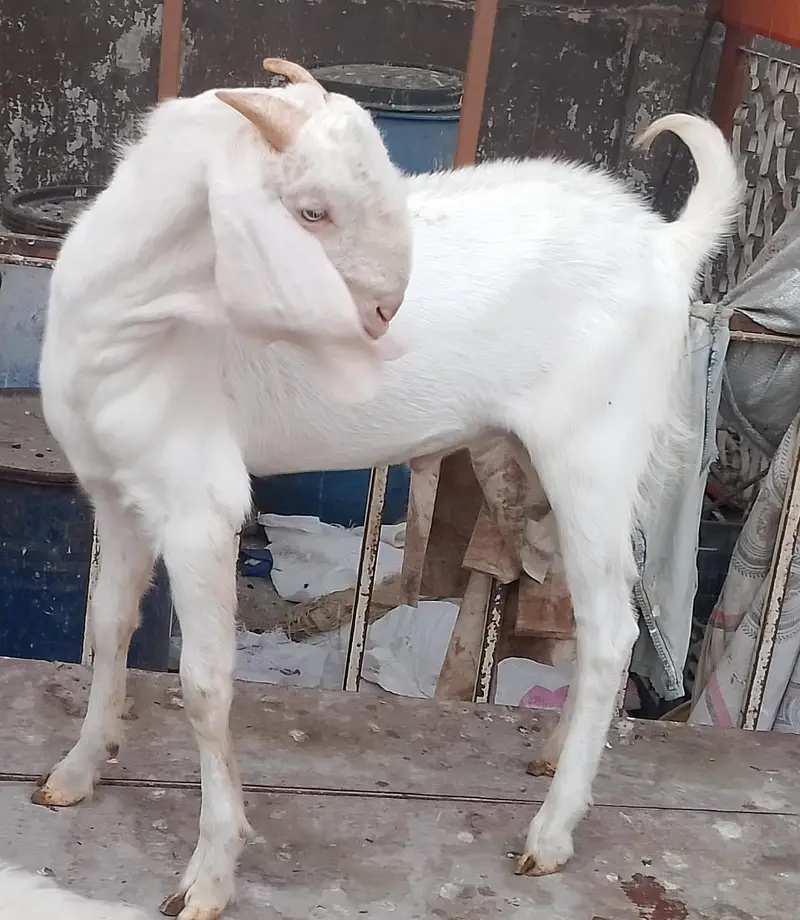 6 month goat — photo 4