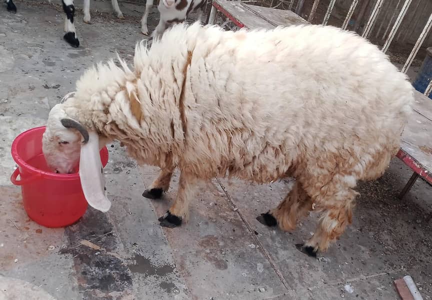 6 month goat 4