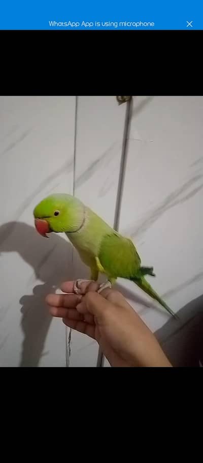 green parrot for sell