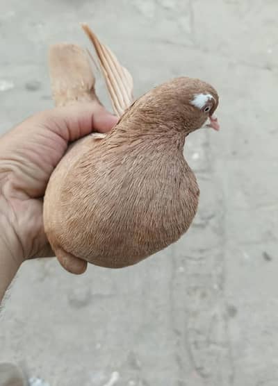 sherazi
