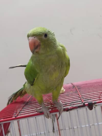 parrot 3 month baby
