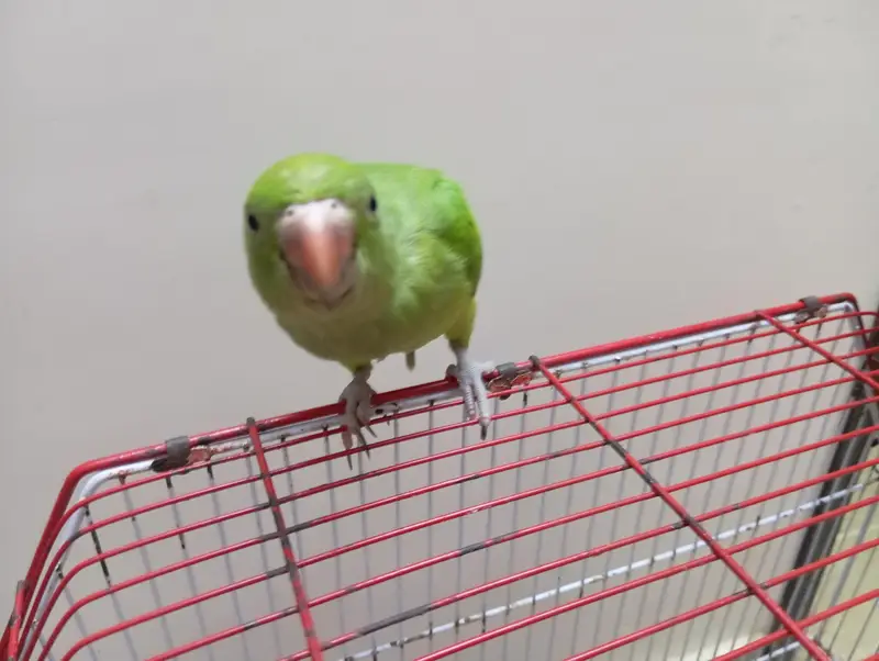 parrot 3 month baby pair — photo 2