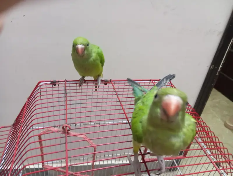 parrot 3 month baby pair — photo 3