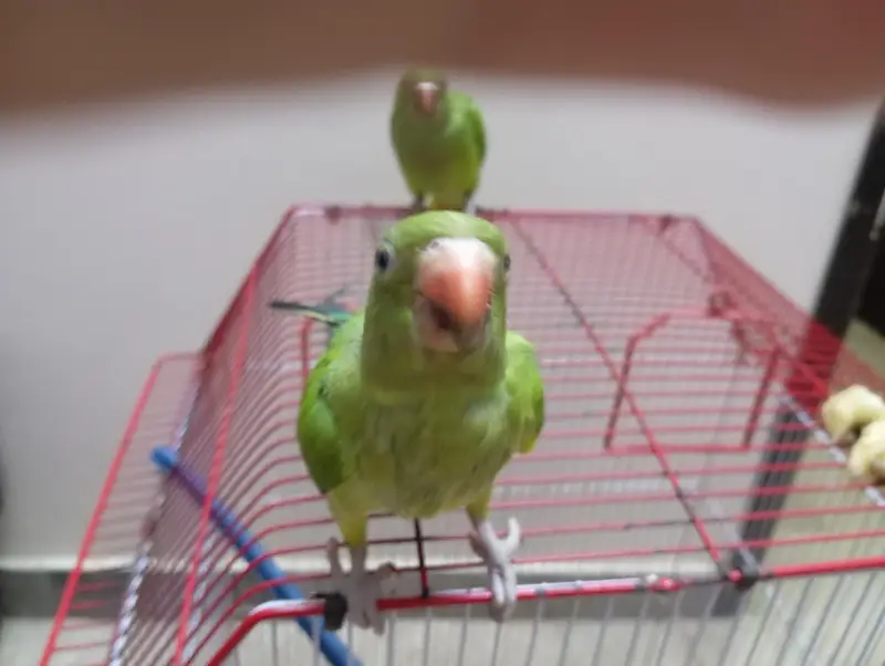 parrot 3 month baby pair — photo 4