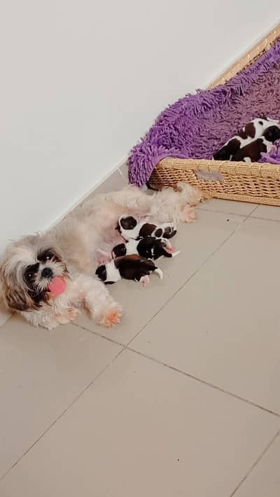 shitzu puppies available for booking.