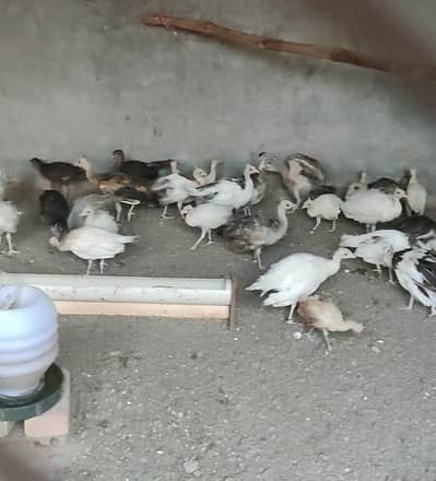 Peacock chicks for sale.  12k pair