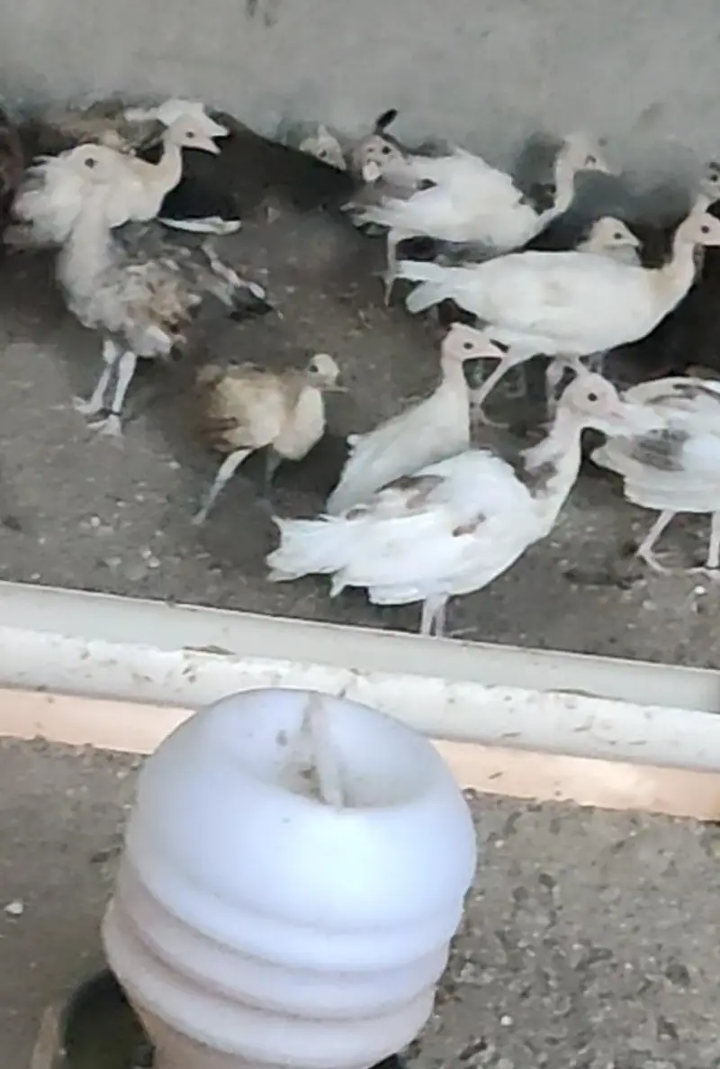 Peacock chicks for sale.  12k pair — photo 2
