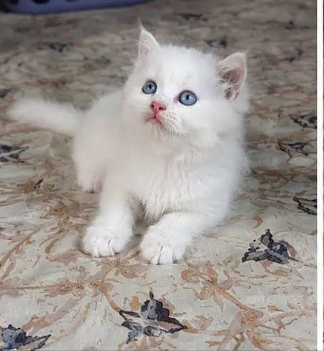 3rpl coat Kittens — photo 2