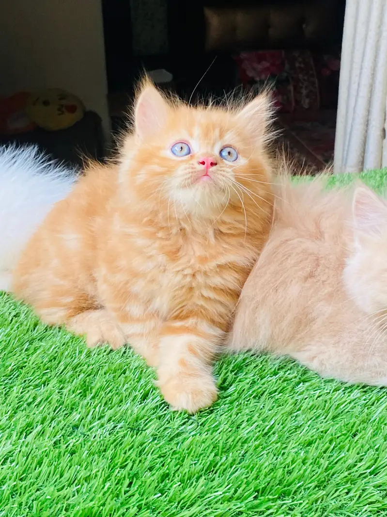 3rpl coat Kittens — photo 3