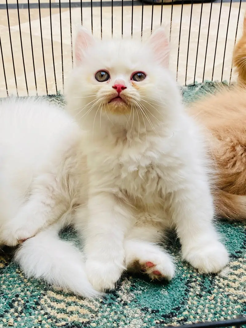 3rpl coat Kittens — photo 4