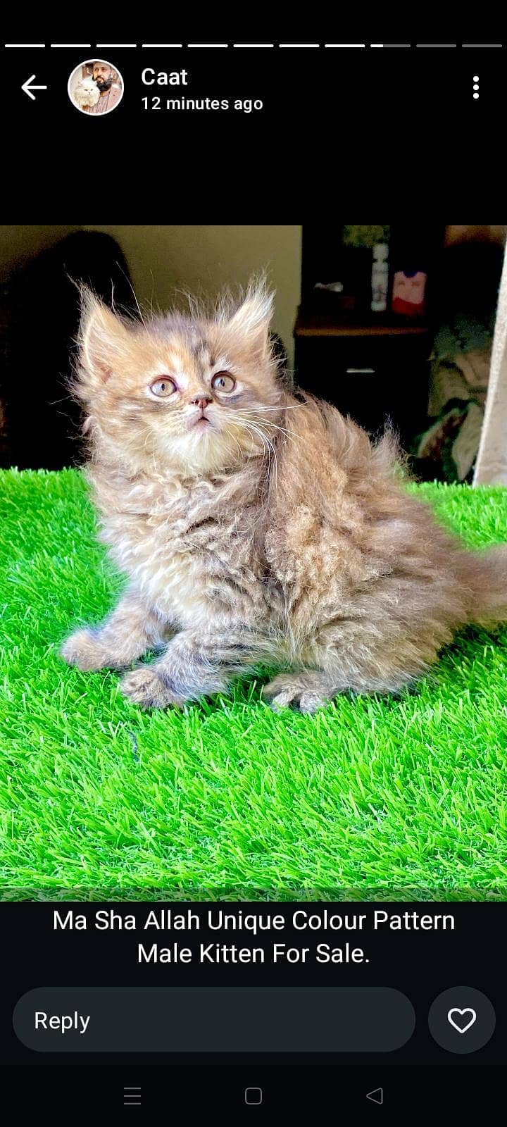 3rpl coat Kittens 4