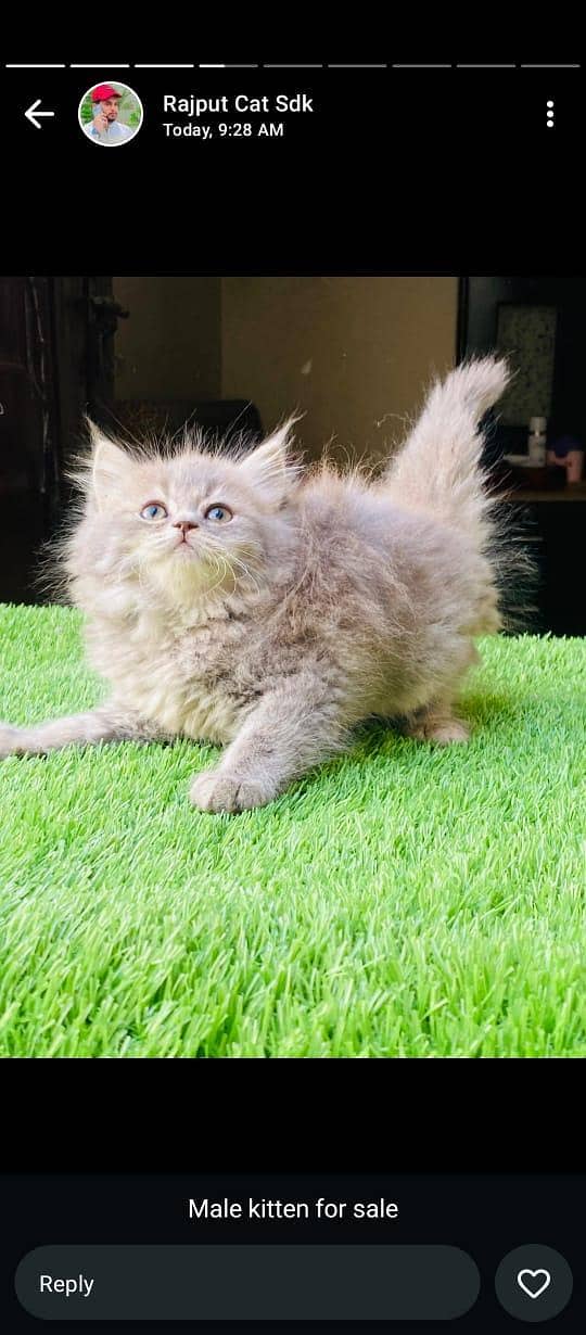 3rpl coat Kittens 5