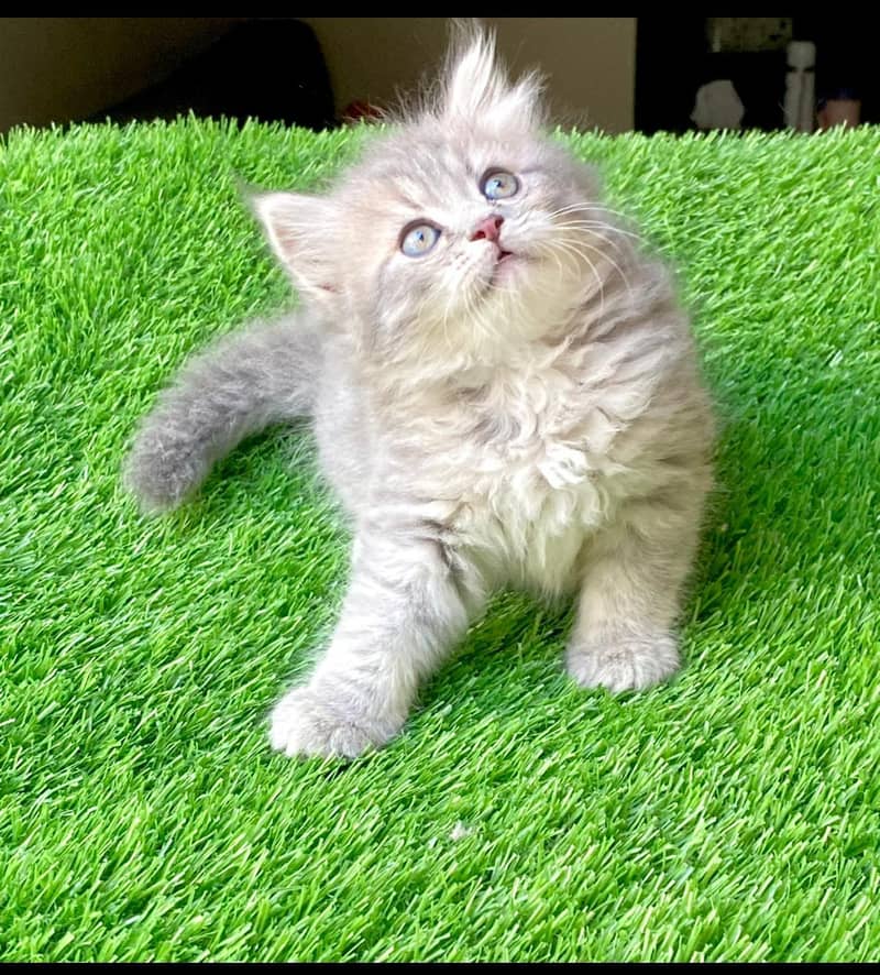 3rpl coat Kittens 6