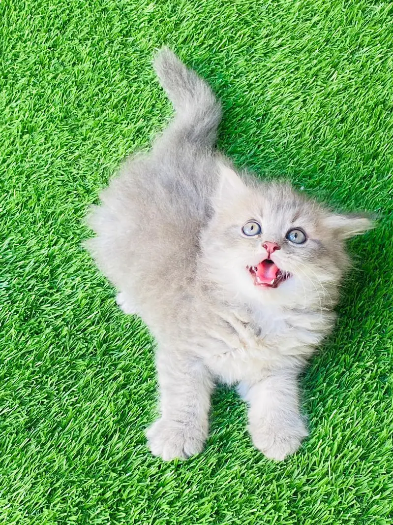 3rpl coat Kittens — photo 8