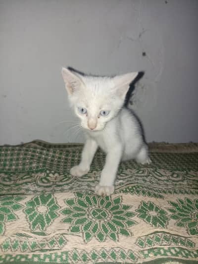 Turkish angora kitten for sale