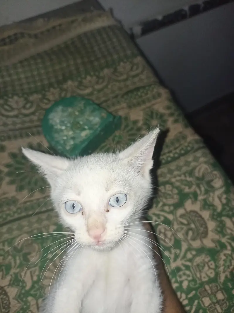 Turkish angora kitten for sale — photo 2