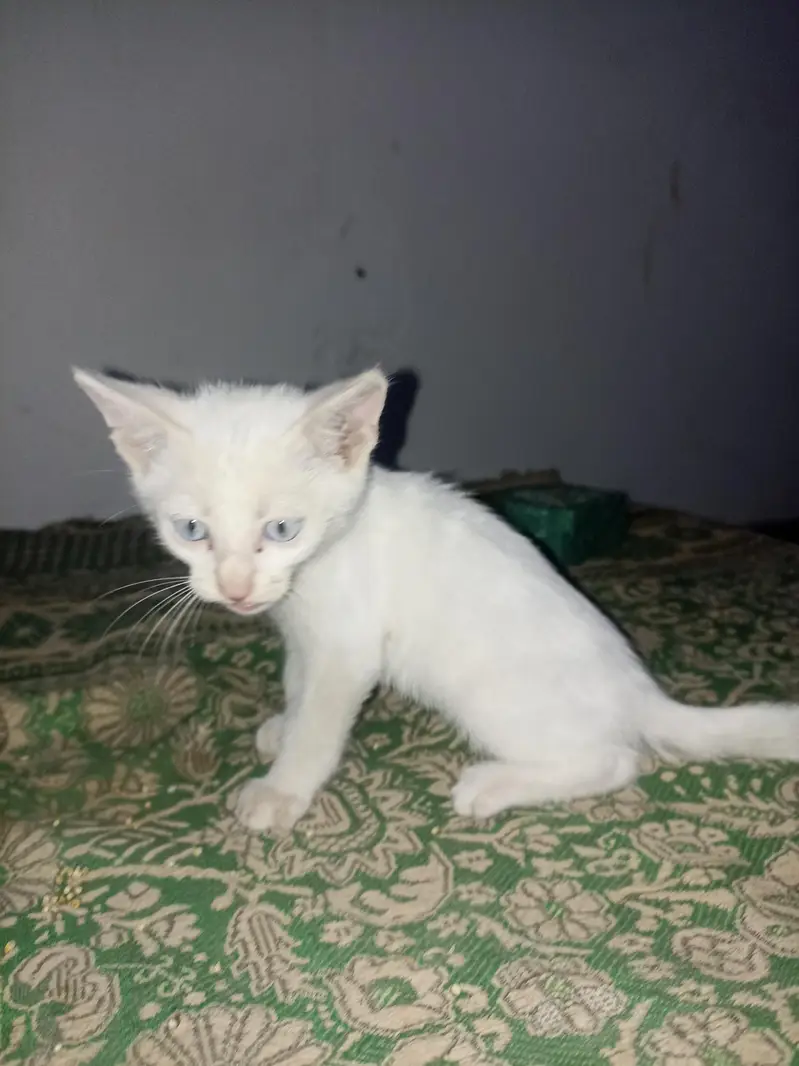 Turkish angora kitten for sale — photo 3