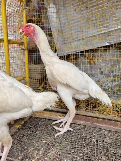 pure o shamo 2 female
