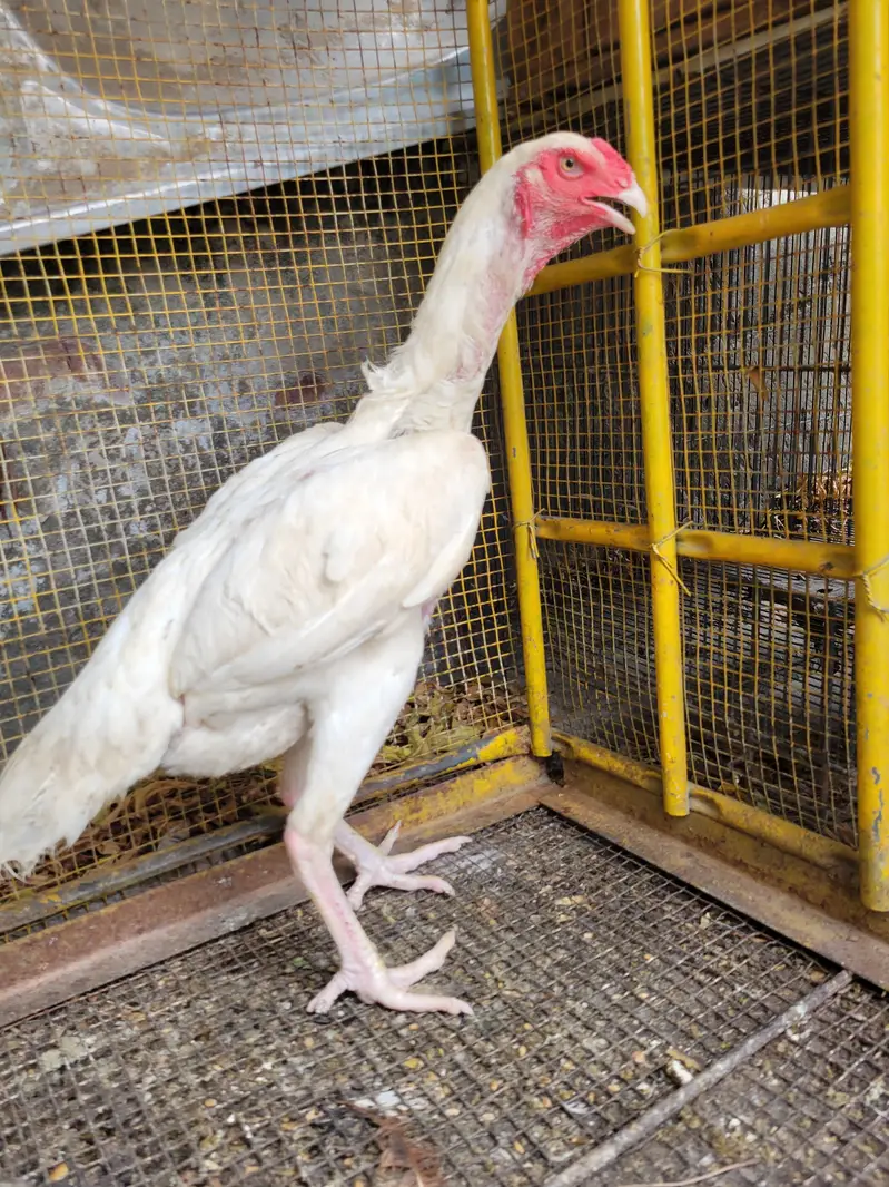 pure o shamo 2 female — photo 2