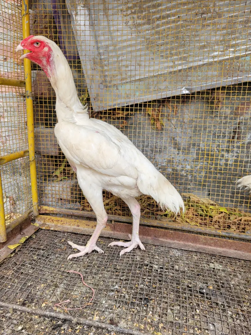 pure o shamo 2 female — photo 3