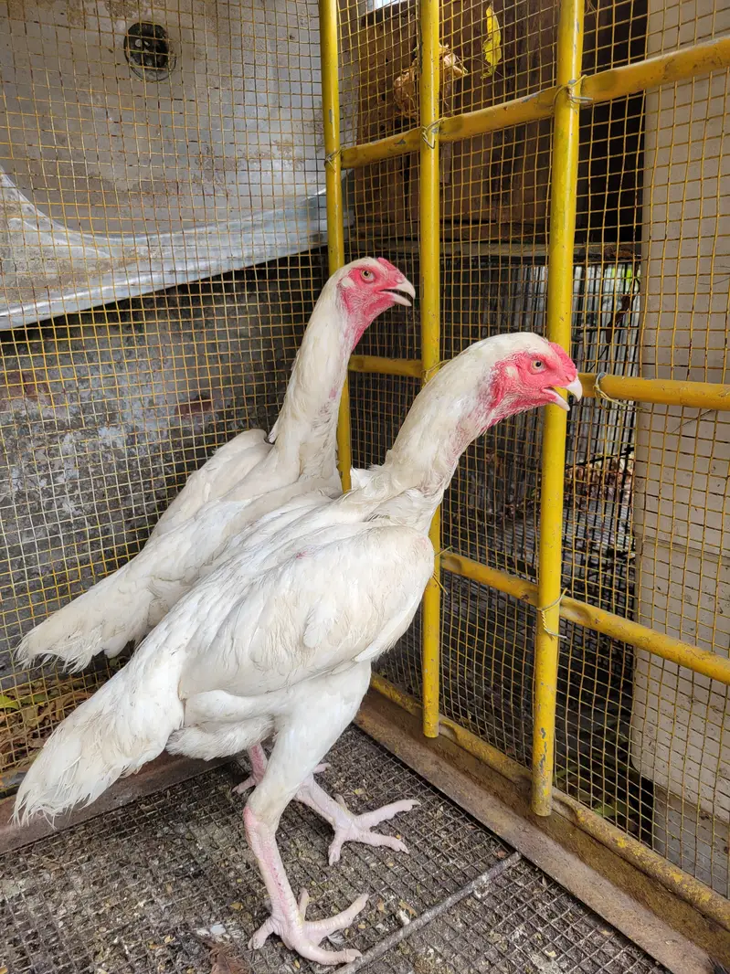 pure o shamo 2 female — photo 4