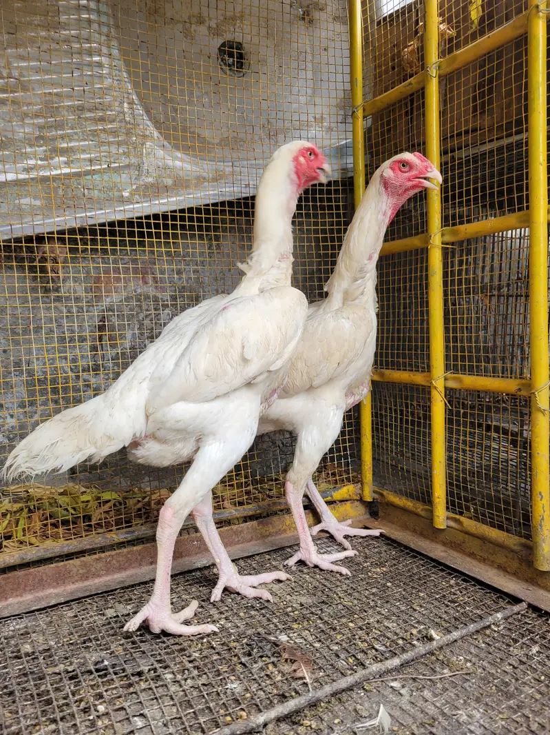 pure o shamo 2 female — photo 5