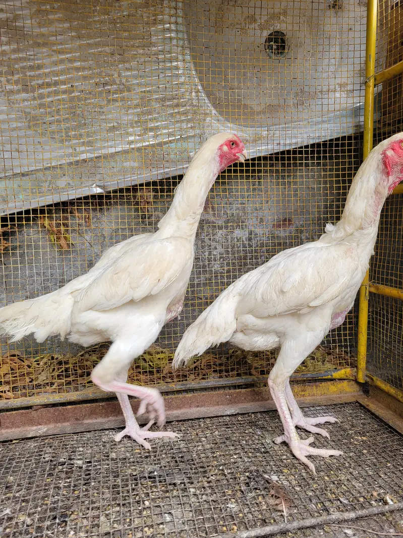 pure o shamo 2 female — photo 6