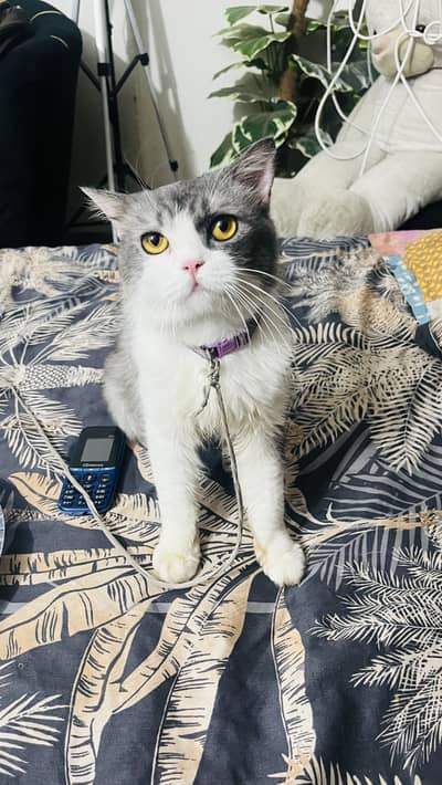 Cat for sale