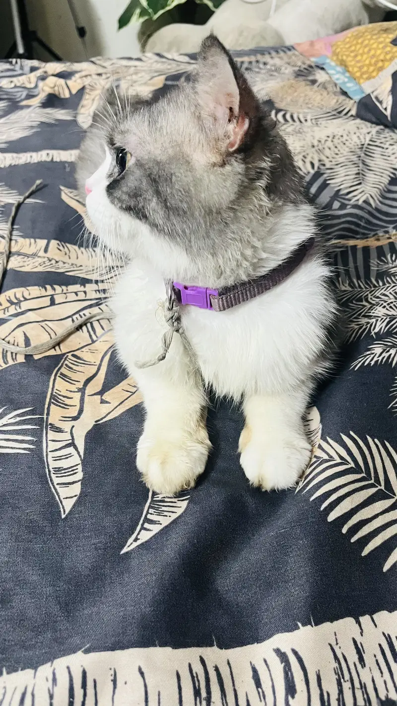 Cat for sale — photo 2