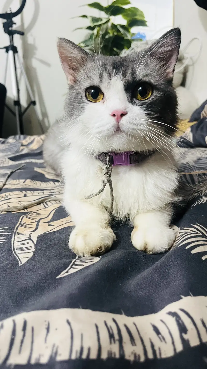 Cat for sale — photo 3