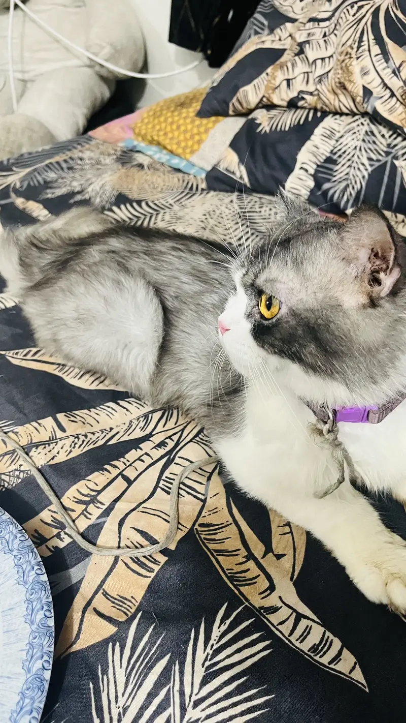 Cat for sale — photo 4