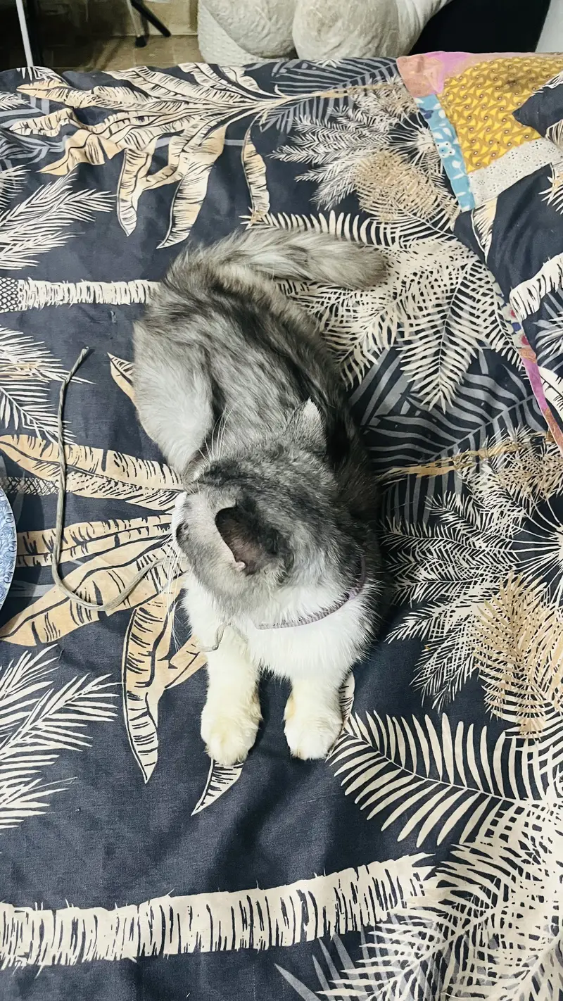 Cat for sale — photo 5