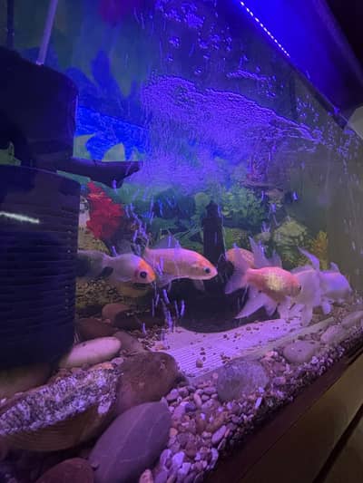Aquarium with fishes for sale