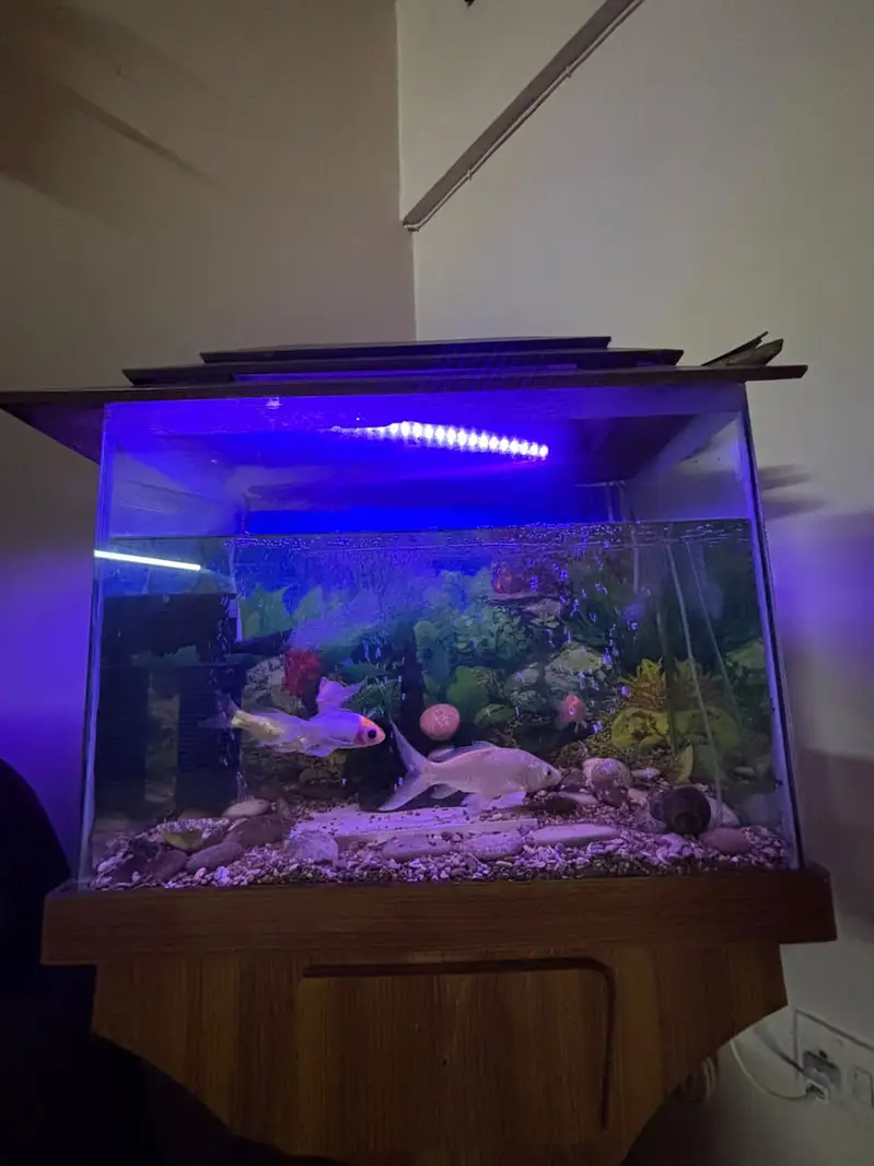 Aquarium with fishes for sale — photo 2