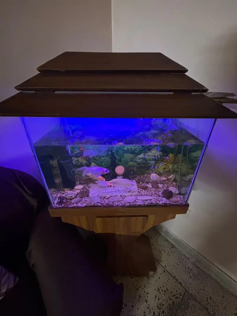 Aquarium with fishes for sale — photo 3