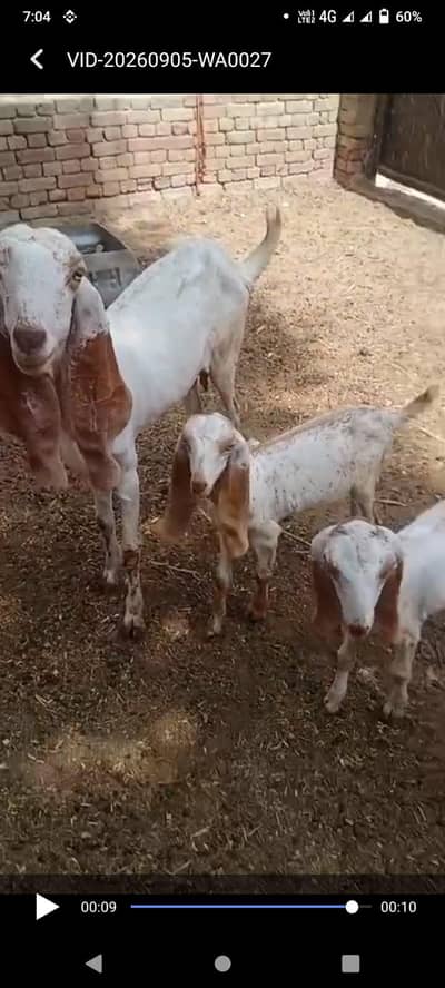 Makhi cheeni Gaban bakri urgent sale