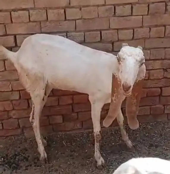 Makhi cheeni Gaban bakri urgent sale — photo 2