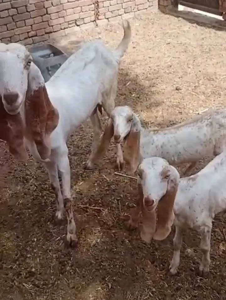 Makhi cheeni Gaban bakri urgent sale — photo 3