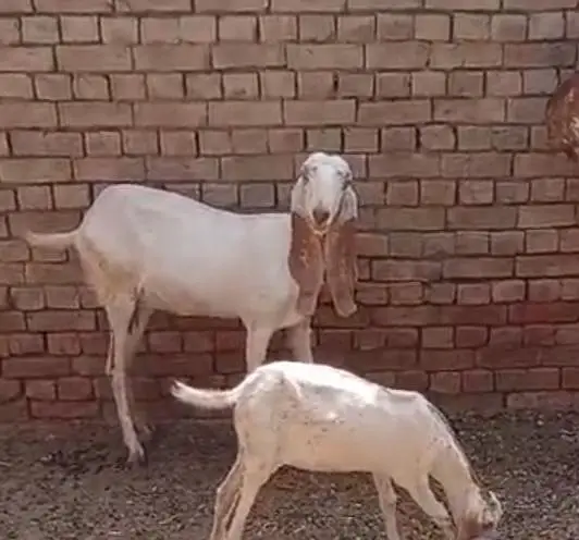 Makhi cheeni Gaban bakri urgent sale — photo 4